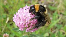 Short-haired bumblebee foraging on a flower