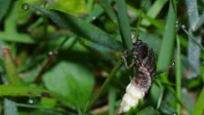 Female glow worm