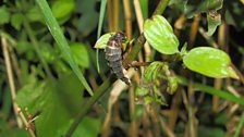 Female glow worm glowing