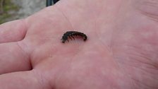 Glow worm larvae