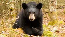 Black bear