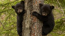 Cubs on a tree