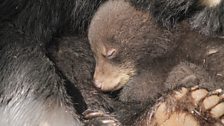 Cub sleeping