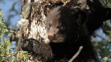 Cub up in a tree