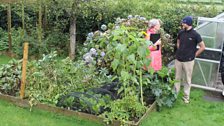 Vegetable Plot