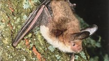 Bechstein's Bat (Myotis bechsteinii)