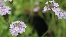 Verbena