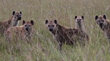 A clan of hyenas