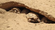 Sulcata Tortoises - Teenagers