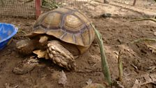 Sulcata Tortoise close-up