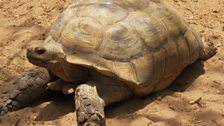 Sulcata Tortoises - Adult