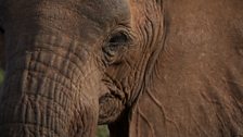 Elephant close up