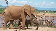 African elephants