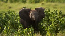 Elephant calf