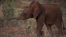 Baby elephant