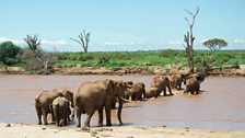 Elephant herd