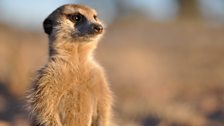 Meerkat close up