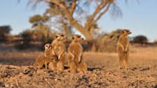 One of the meerkat families