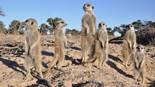 Meerkats sunning