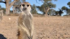 Meerkat looking at the camera