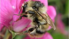 Bombus sylvarum