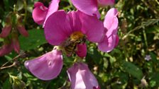 Shrill Carder Bee