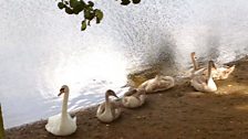 Swans in Richmond Park