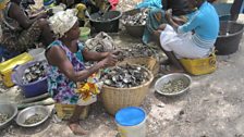 Shucking oyster in a Gambian village