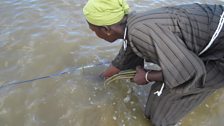 Gambian lady planting mangrove seeds