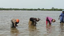 Planting mangrove seeds