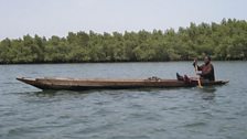 Gambian oyster harvester in the mangroves