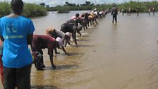 Gambian oyster harvesters planting mangrove seeds