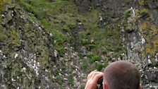 Bob checking a Kittiwake colony