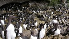 Canna Guillemot colony