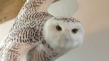 Snowy Owl