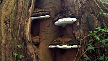 Bracket fungus