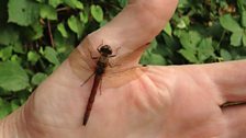 A red darter dragon fly