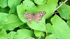 A speckled wood butterfly