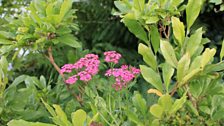 Pink Achillea