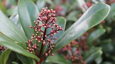 Skimmia