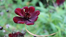 Chocolate Cosmos