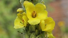 Verbascum