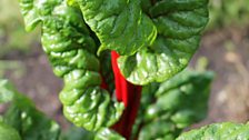 Ruby Chard