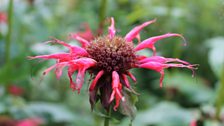 Monarda