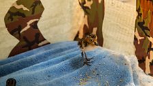 Spoon-billed sandpiper chick