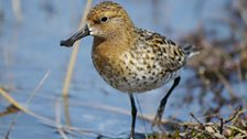 Adult male Spoon-billed Sandpiper