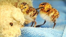 Spoon-billed sandpiper chick born at Slimbridge 2012