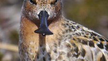 Adult male Spoon-billed Sandpiper