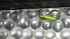 Southern Oak Bush Cricket