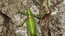 Southern Oak Bush Cricket